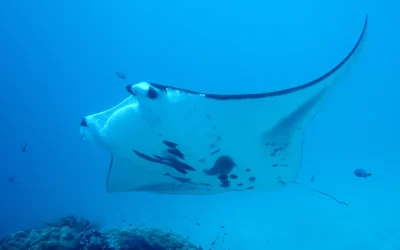 Best Manta Ray Tours on the Big Island